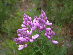 Comesperma ericinum (Matchhead)flower