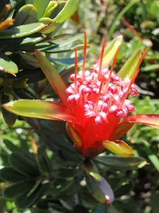 Native Flower