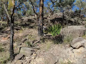 The rocks and plants on the side of the trail 