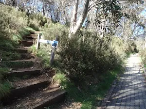 bottom of the bushtrack