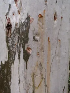 Bark