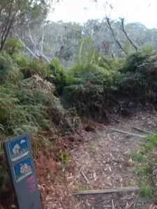 Start of Lyrebird Dell track