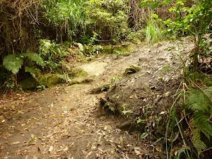 Track towards Dora Creek in the Watagans