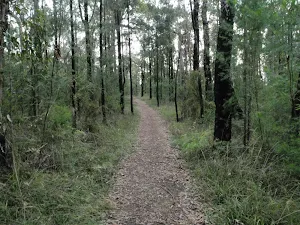 Winding through the She Oak near Pisgah Rock