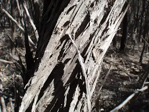 Bark on melaleuca