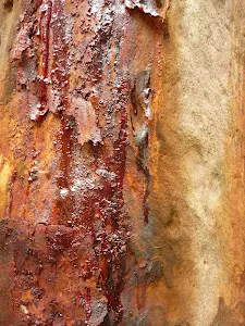 Tree trunk
