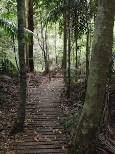 Track between Strangler Fig Tube and the Seymour Pond