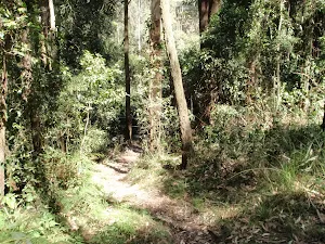 Plenty of vines on the rainforest walk