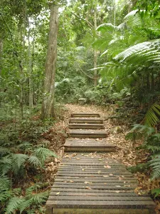 above the Strangler Fig Tube