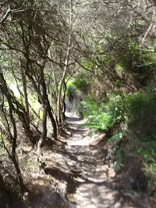 Track through Blue Mountains NP