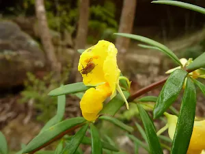 Beetle on flower near Steele Bridge