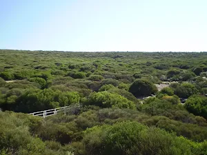 Bridge along Coast Track