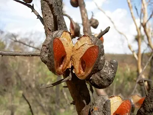 Seed pod