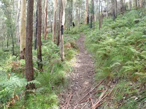 Trail through the ferns