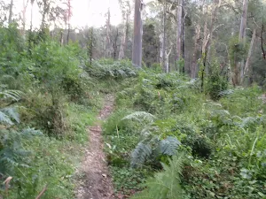 Track north of Blue Gum Forest