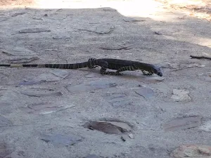 A local Goanna