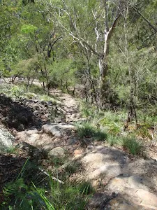 Bushtrack at lower end of Bobbin Head trail
