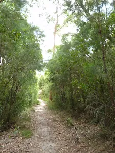 Walking through the tall heath