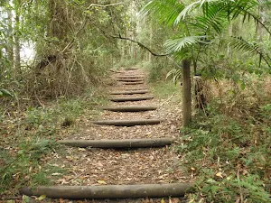 Timber steps