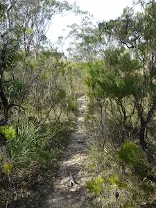Track east of Chinamans Gully on Mount Solitary