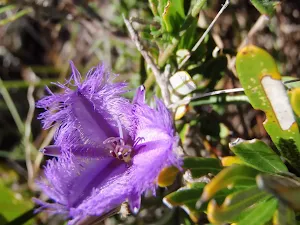 Thysanotus tuberosus (Common Fringe Lily) on the Geebung Track