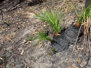 Burnt grasstrees