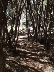Shady track through the heath