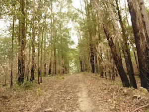 Management trail in the Watagans