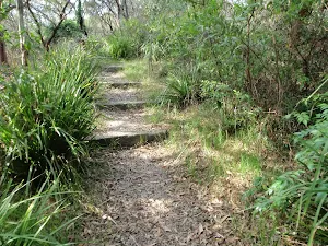 Steps on the Mt Trefle Track
