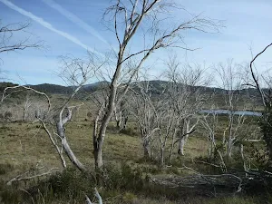 Looking acroos the Tooma Plain