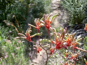 Kangaroo Paw