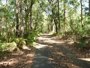 A section of the Blueberry Ash Trail in Blackbutt Reserve