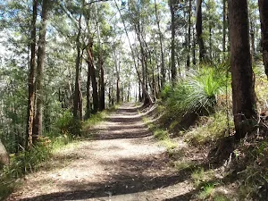 Trail leading through the tall forest