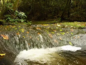 Dora Creek with leaves in the Watagans