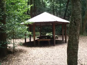 Leura Forest