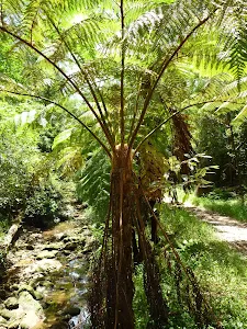 Fern tree in the upper Lane Cove Valley