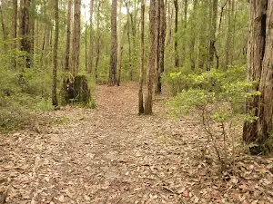 Track near the dammed pool in the Watagans