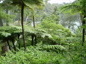 The surrounding bushland south of Davidson Reserve