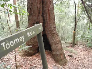 Following Tommey walk sign