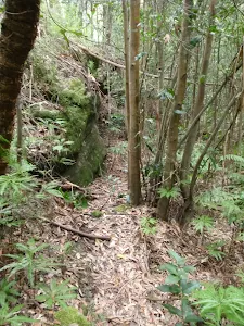 Florabella Track
