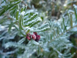 Icy morning on track near Sawpit Creek