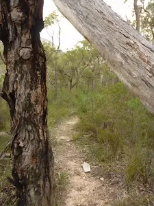 The solitary track west of the Kedumba River