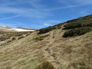 following the faint bushtrack