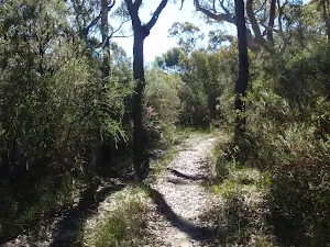 Trees and shadows
