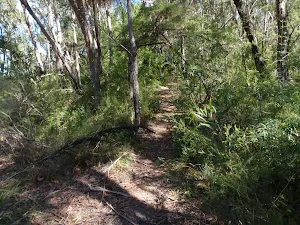 Track to cliff lookout
