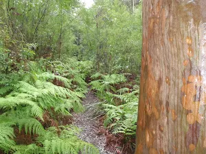 Victory Track through the ferns