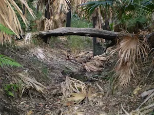 Obstacles along the Forest Way track