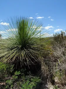 A grass tree on the Grass Tree Track
