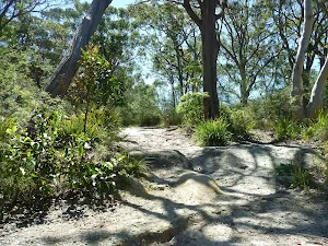 Ant hill on the Great North Walk