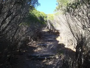 Track through thick heath